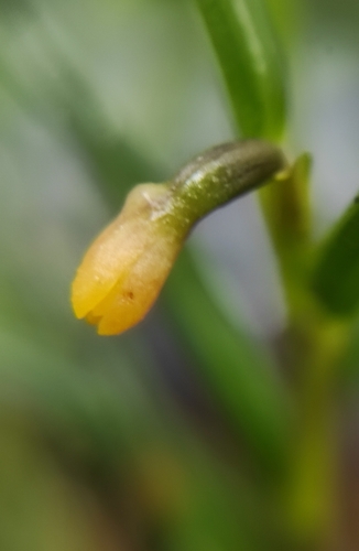 Jacquiniella globosa