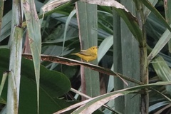 Setophaga petechia image