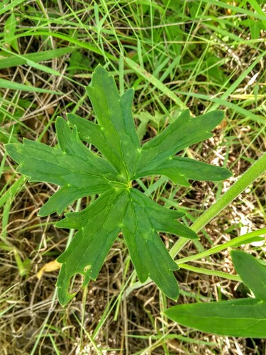 Delphinium leroyi