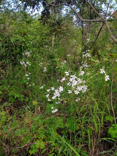 Delphinium leroyi