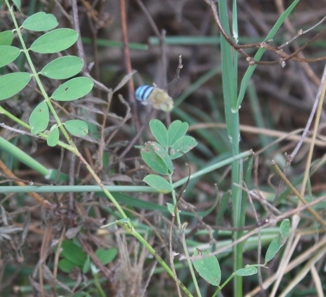 Ladhani Insect Something from Lathuvadi, Tamil Nadu 637002, India on December 24, 2023 ...