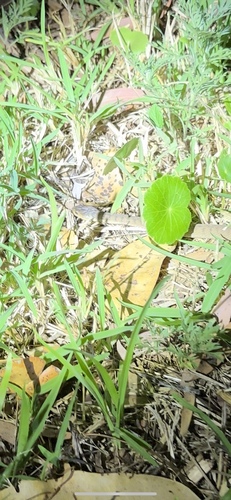 Rough-scaled Snake sighting