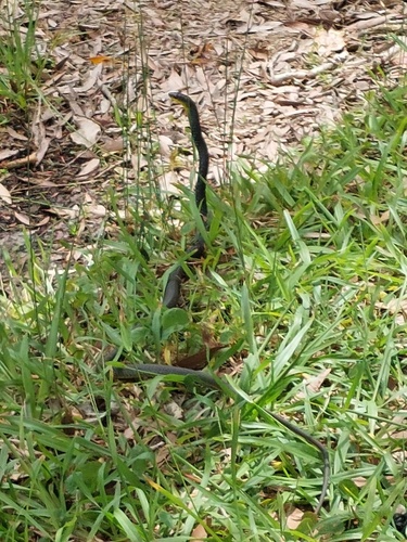 Common Tree Snake sighting