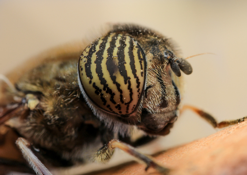 Stripe-eyed Lagoon Fly
