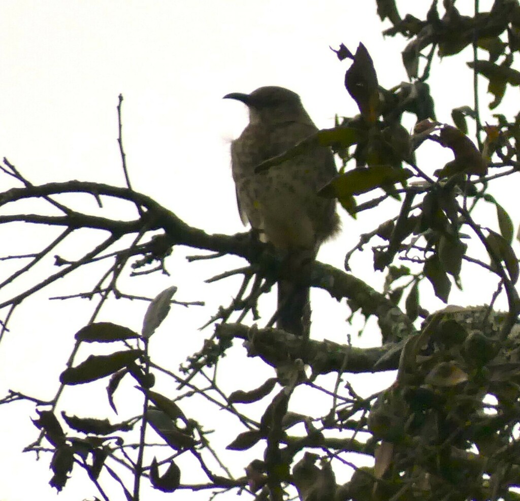 Curve-billed Thrasher from Ojo de Agua, 58090 Morelia, Mich., México on ...