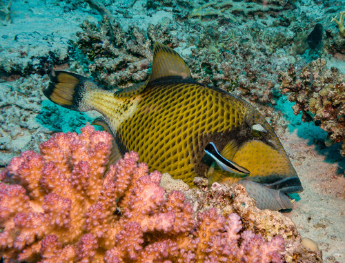 Titan Triggerfish
