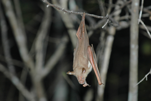 Commerson's Leaf-nosed Bat