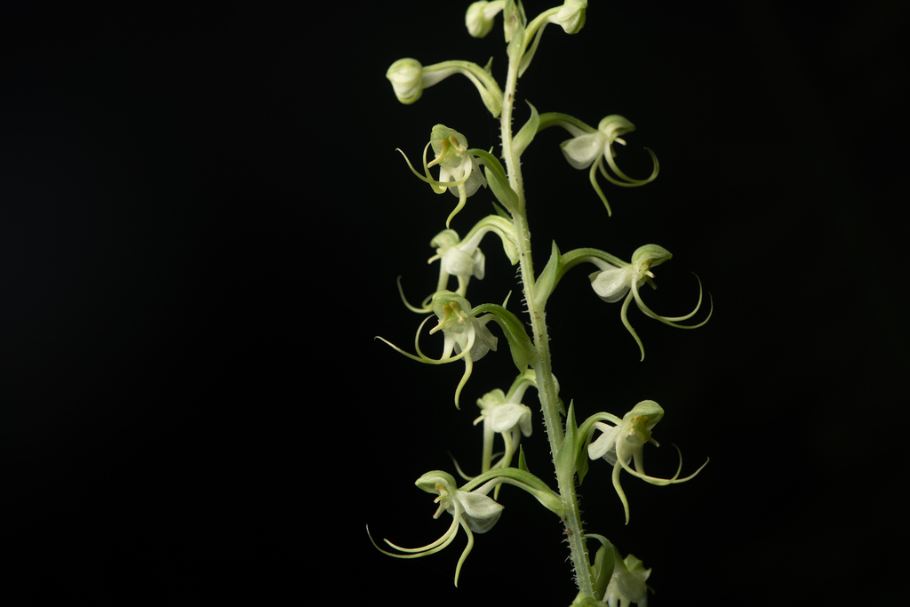 Habenaria ciliolaris (Habenaria ciliolaris)