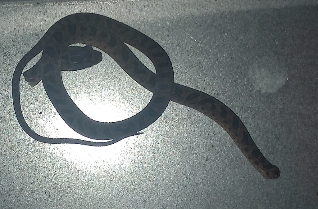 Rhombic Cat-eyed Snake from Chacarero, Provincia de Chiriquí, Panamá on ...