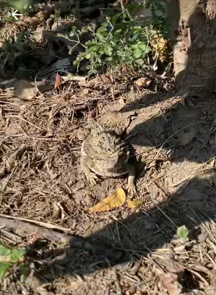 Mountain Horned Lizard From 54323 M X M Xico On January 9 2024 At 10   Large 