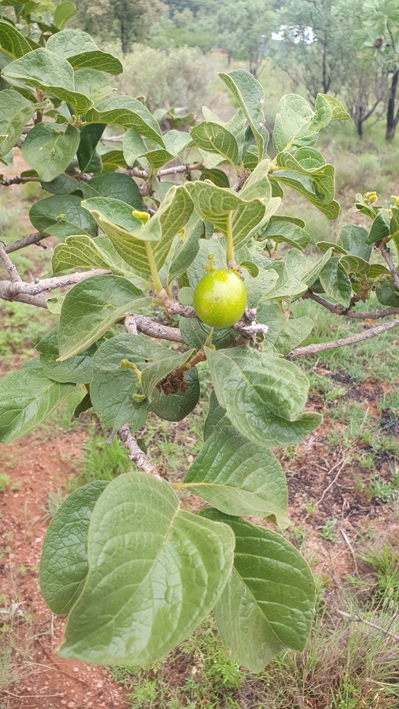 wild-medlar from Rustenburg, South Africa on January 9, 2024 at 05:35 ...