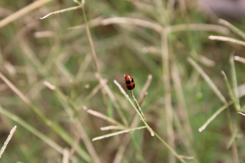 Clytrini from Elanad, Kerala 680586, India on December 16, 2020 at 02