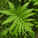 Sensitive Fern - Photo (c) Stewart Blackwell, all rights reserved, uploaded by Stewart Blackwell