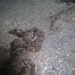 Observation photo