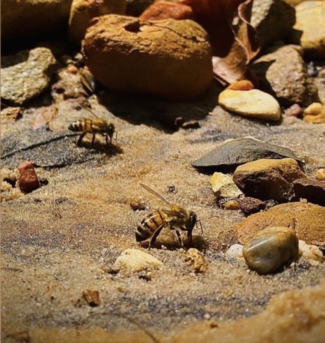 Western Honey Bee