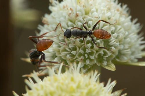 Camponotus innocensCamponotus innocens