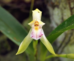 Maxillaria bracteata image