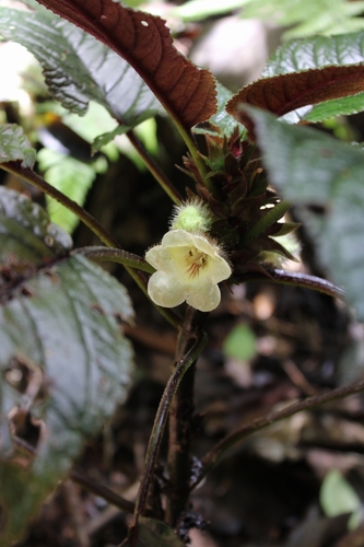 Sinningia villosa