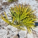 Saw Palmetto - Photo (c) Lincoln Durey, all rights reserved, uploaded by Lincoln Durey