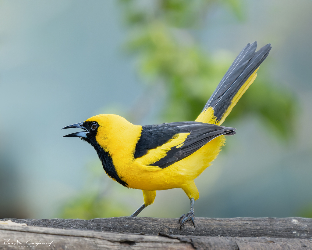 Yellow-tailed Oriole photo