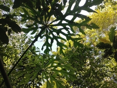 Anthurium clavigerum image