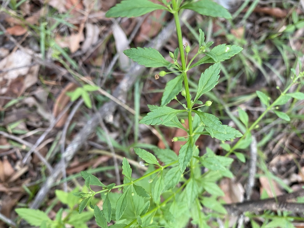 licorice weed from Peppermint Dr, Cashmere, QLD, AU on January 10, 2024
