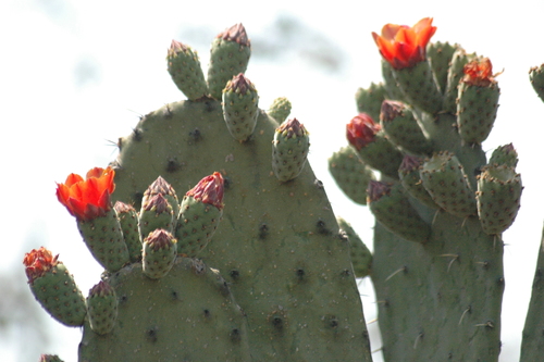 Woollyjoint Pricklypear