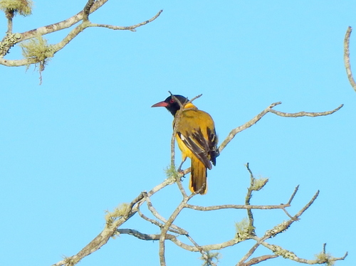 Black-headed Oriole