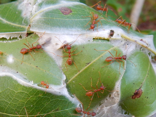 African Weaver Ant