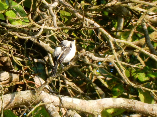 Black-backed Puffback