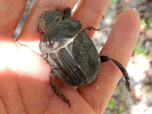 Popeye Dung Beetle