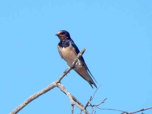 Barn Swallow