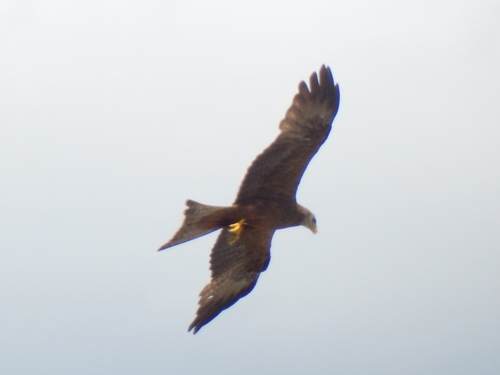 Black Kite
