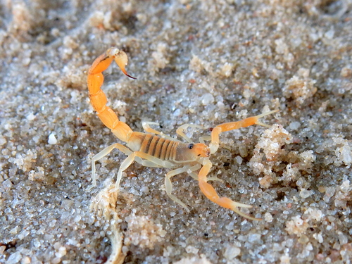Mozambique Thicktail Scorpion