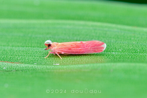 Robigus rubber · iNaturalist
