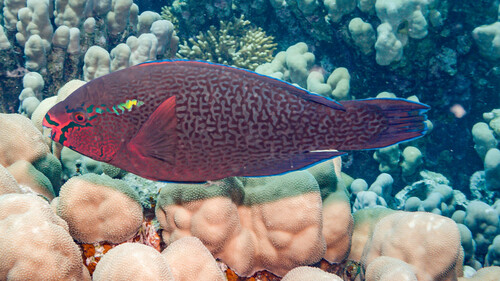 Swarthy Parrotfish — seen at this dive site