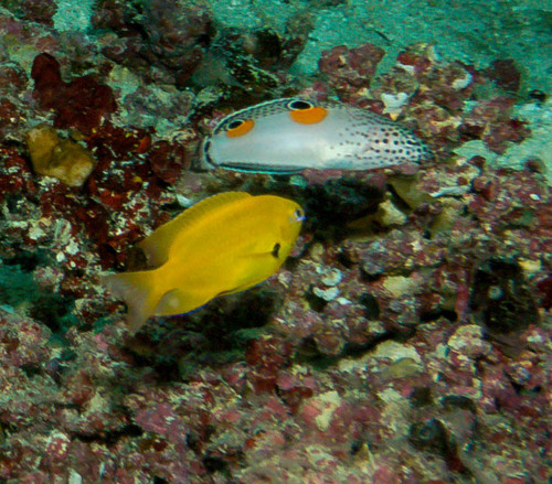 Clown Coris — seen at this dive site