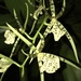 Brassia maculata - Photo (c) dennis_medina, כל הזכויות שמורות, הועלה על ידי dennis_medina