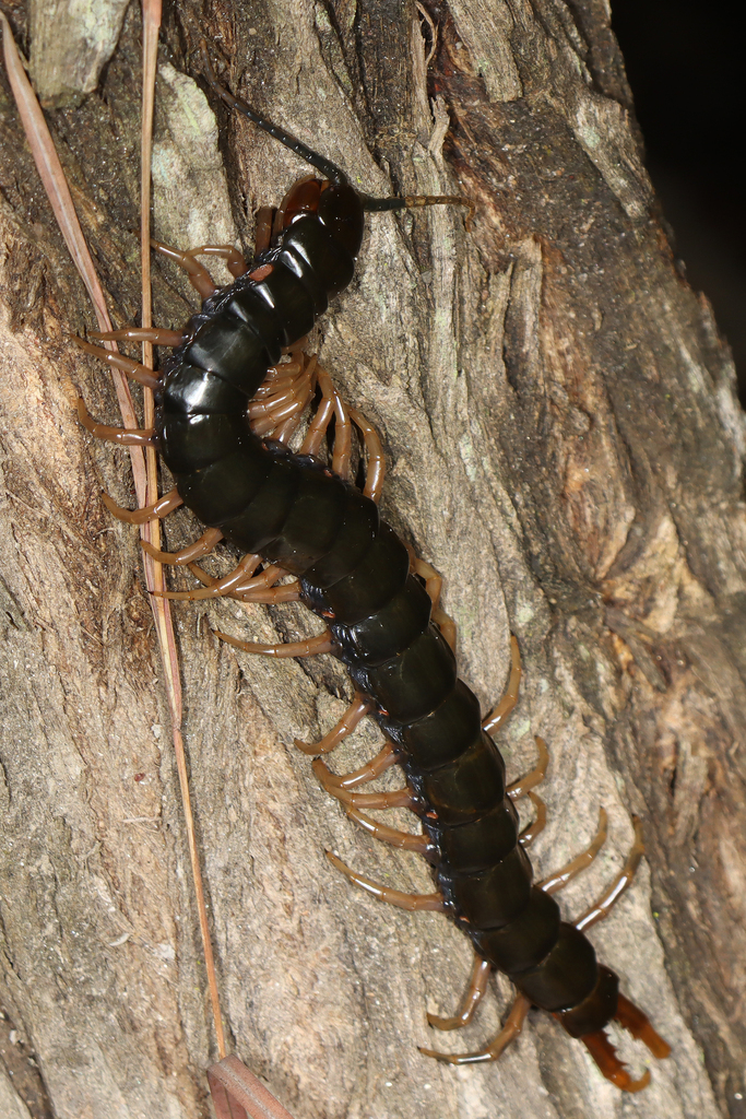 African Giant Centipede from Base Camp on December 12, 2023 by Martin ...