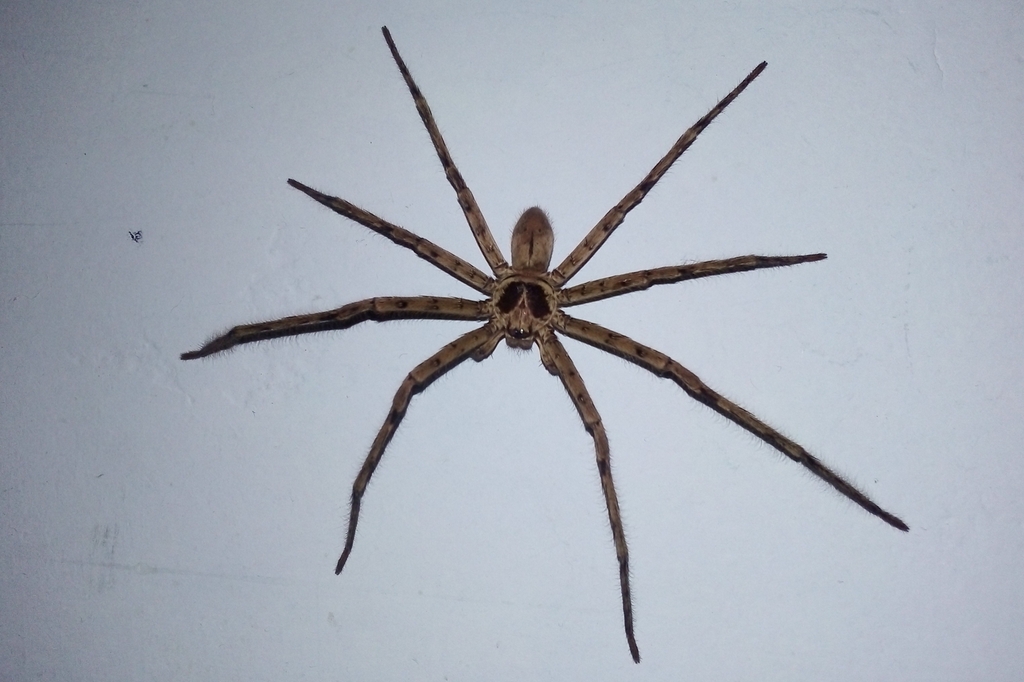 Pantropical Huntsman Spider from Kirindiwela, Sri Lanka on January 6 ...