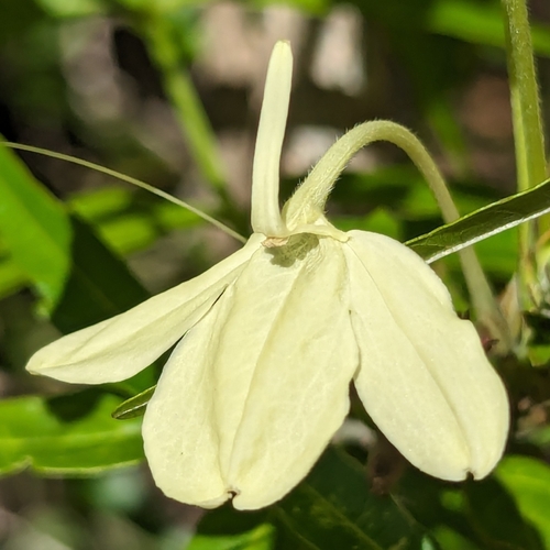 Ecbolium madagascariense