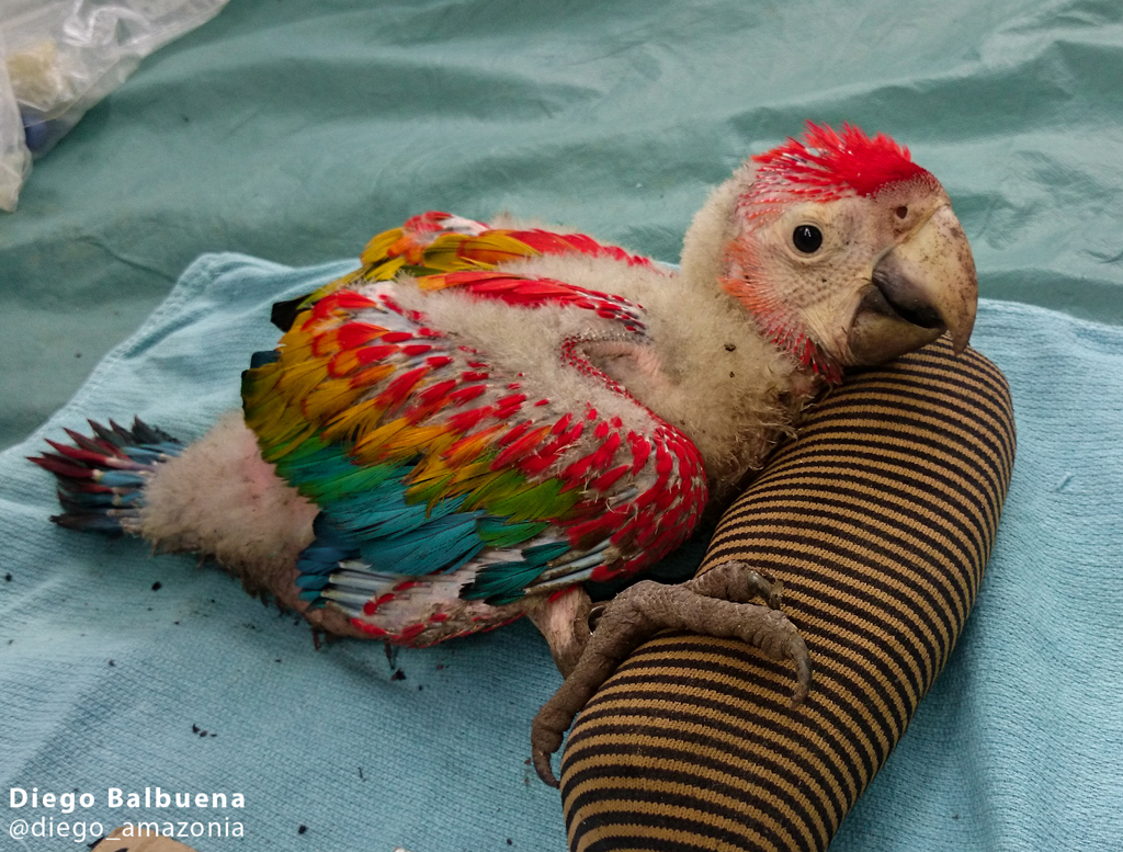 baby scarlet macaws