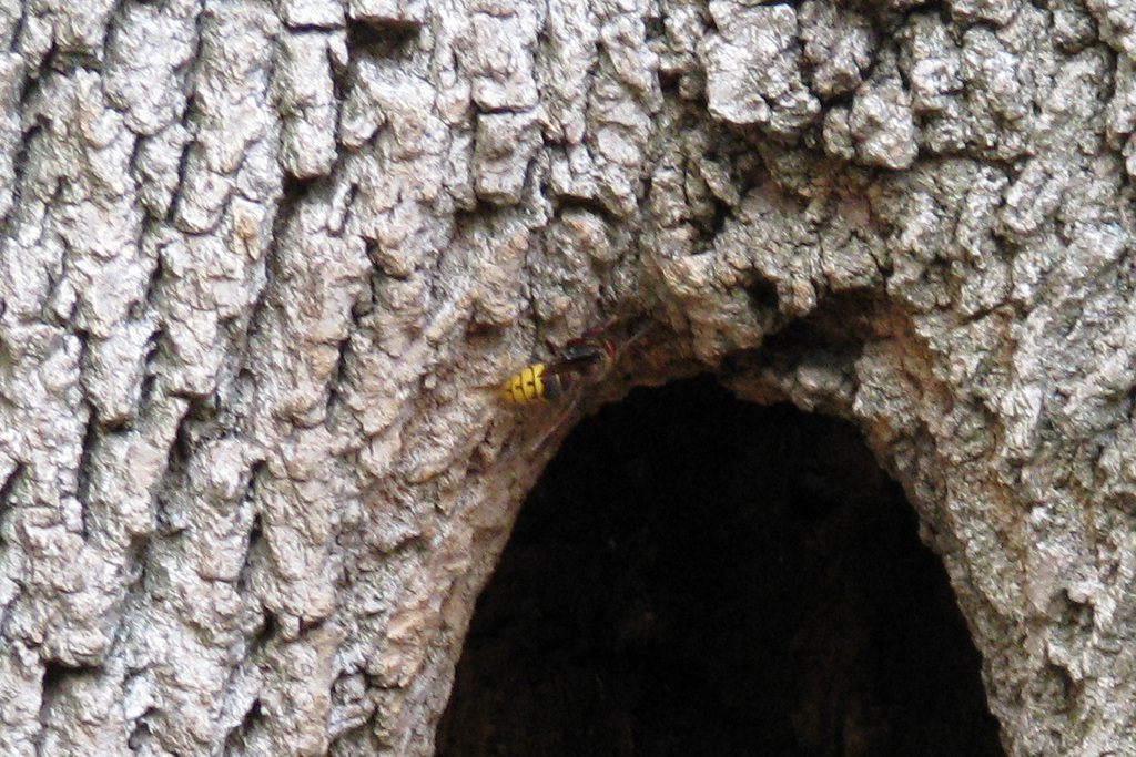 European Hornet From Howard County MD USA On November 10 2008 At 11   Large 