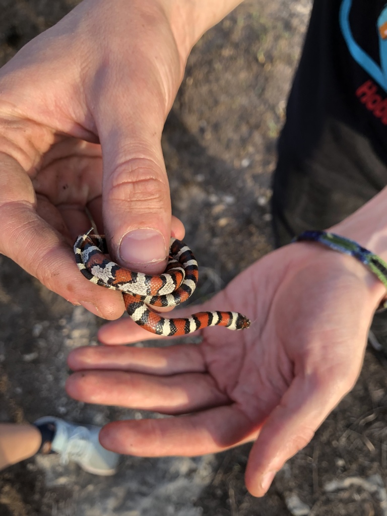 westeen milksnake