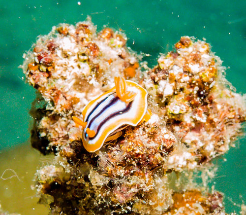 Pyjama Slug — seen at this dive site