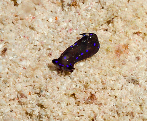 Blue-spotted Shield Slug — seen at this dive site