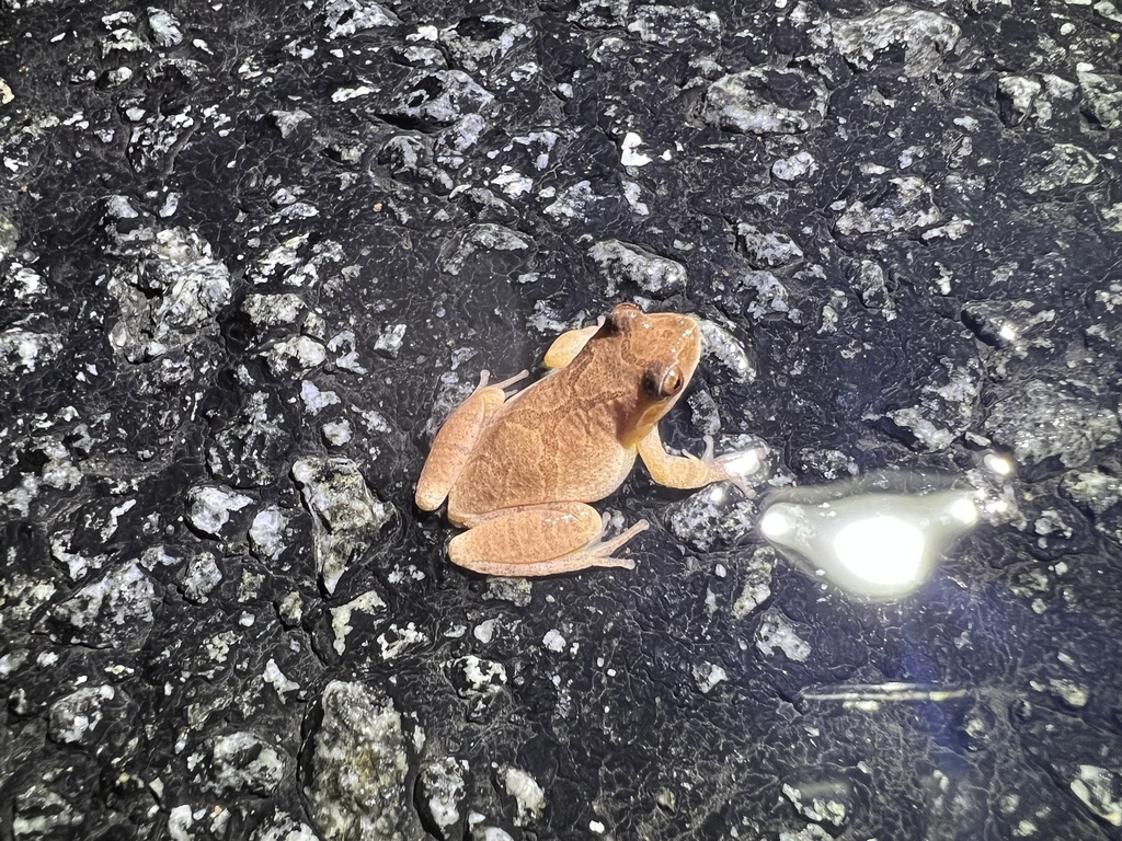 Spring Peeper in January 2024 by Qi Ao Wei · iNaturalist