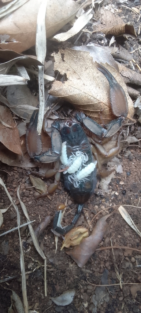 Hadogenes bicolor from Greater Tubatse Local Municipality, South Africa