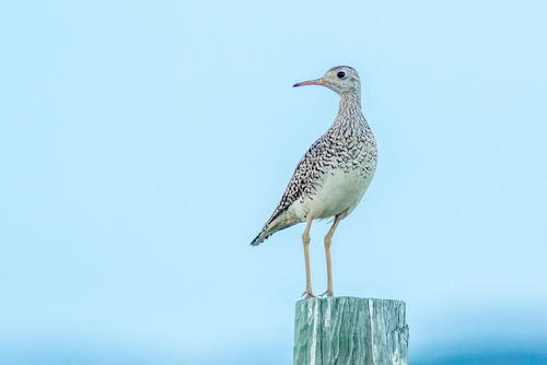 Upland Sandpiper