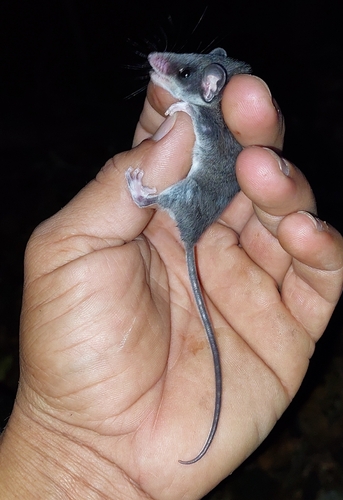 Panama Slender Opossum (Marmosops invictus) — Least Concern Mammalia